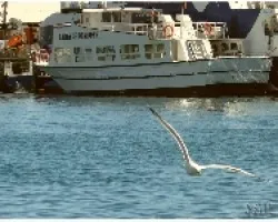 GAVIOTA_03