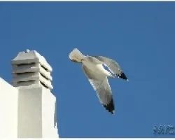 GAVIOTA_04