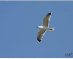GAVIOTA_05
