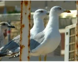 GAVIOTA_06