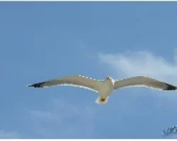 GAVIOTA_07