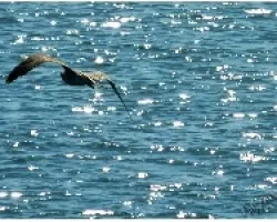 GAVIOTA_08