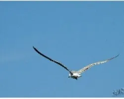 GAVIOTA_09