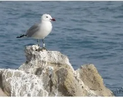 GAVIOTA_10