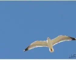 GAVIOTA_11