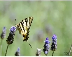 MARIPOSA (Parque El Capricho - 01)