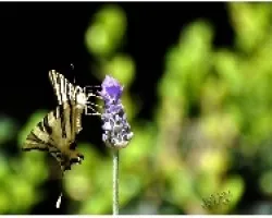 MARIPOSA (Parque El Capricho - 02)