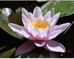 NENUFAR (Parque El Capricho - 01)