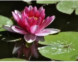 NENUFAR (Parque El Capricho - 02)