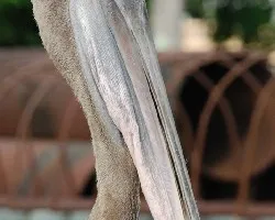 Pelicano+