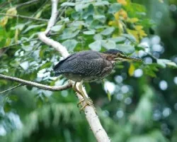 Butorides virescens