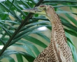 Tigrisoma mexicanum
