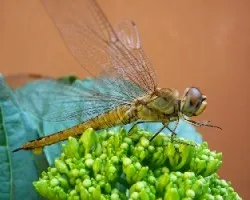Libelula