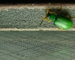 Great green!!