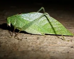 Great green!!