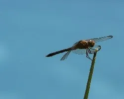 otra libelula