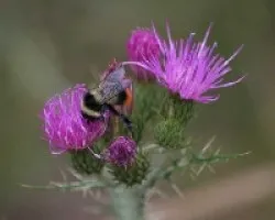 abeja