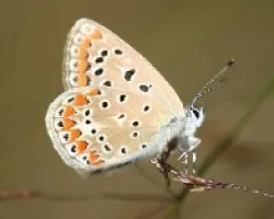 mariposa