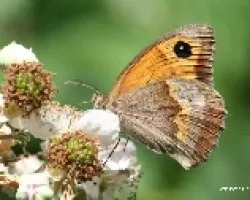 Mariposa