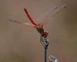 Libélula