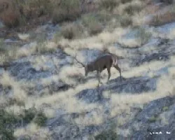 cervus elaphus linnaeus