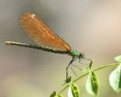 libelula 2