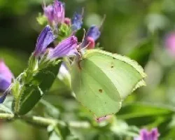 mariposa 2