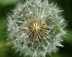 coroa?