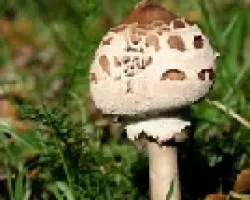 cogumelo
