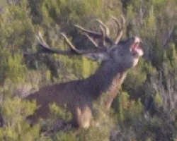 veado na brama...!