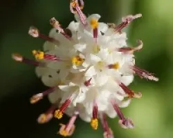 coroa 2