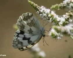 Mariposa 3
