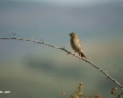 (?)