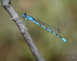 libelula 3