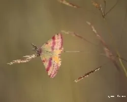 mariposa 4
