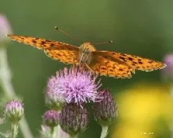 mariposa 5