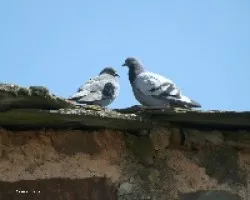 Romance...