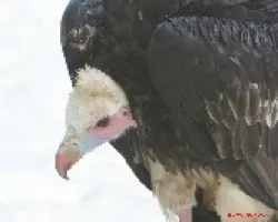 (?)
