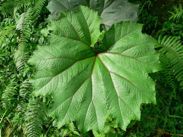 Foto