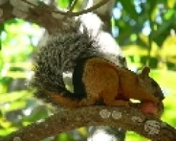 ardilla