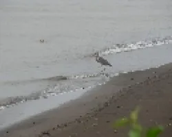cuidado cocodrilo