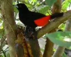 sargento