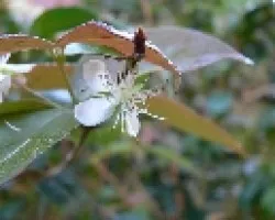 flor de pitanga
