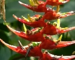heliconia