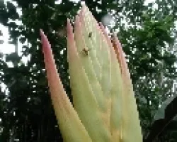 bichos