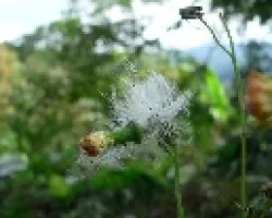 semillas