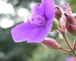 violeta