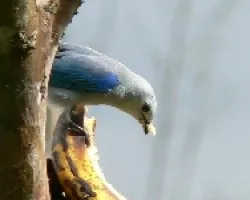 viuda