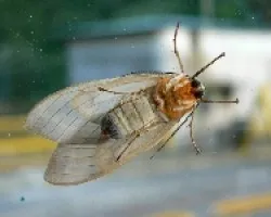 en mi ventana