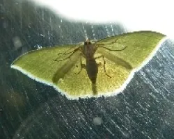 en mi ventana
